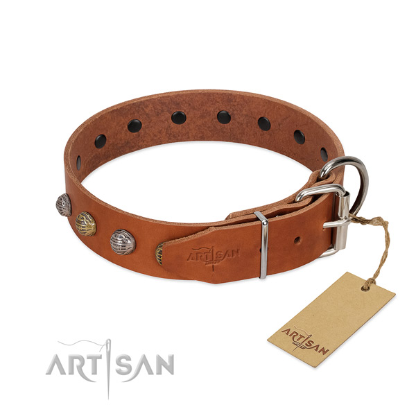 Tan leather dog collar with chrome plated hardware for daily walks
