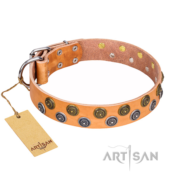 Tan leather dog collar with shining studs