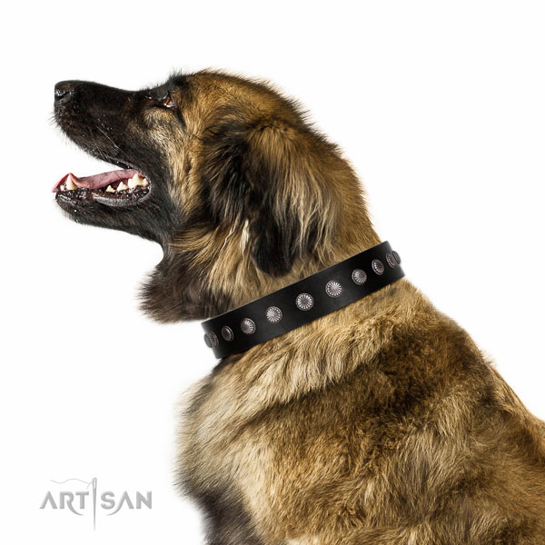 Walking top-notch quality walking leather Leonberger
collar