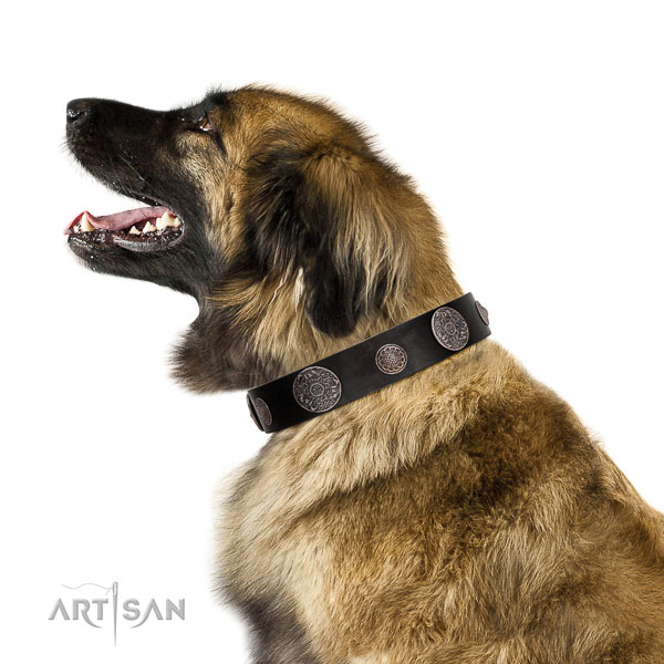 Royal look black leather Leonberger collar with silver-like
covered decorative elements