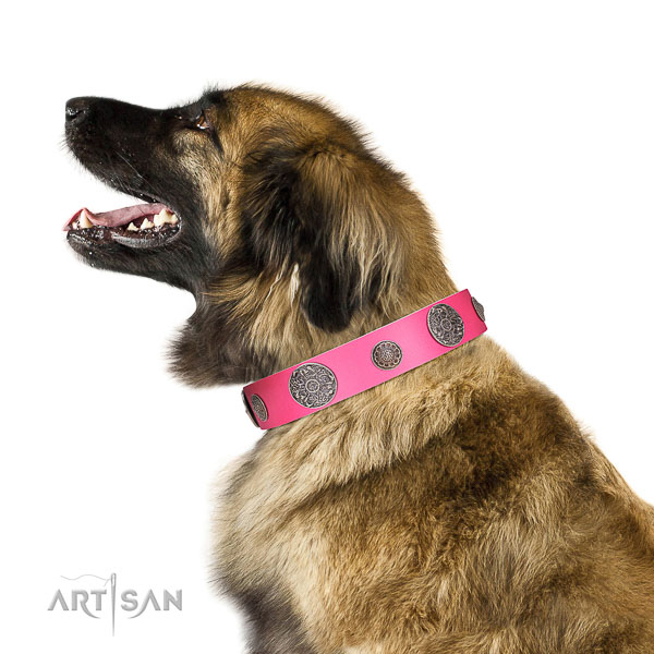 Extraordinary walking white leather Leonberger collar with
cool decorations