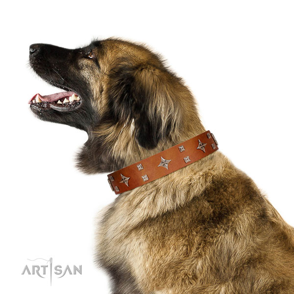 Royal look tan leather Leonberger collar with silver-like
covered decorative elements