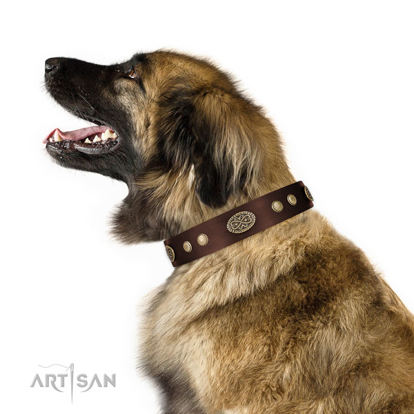 Leonberger comfortable wearing dog collar of awesome quality leather