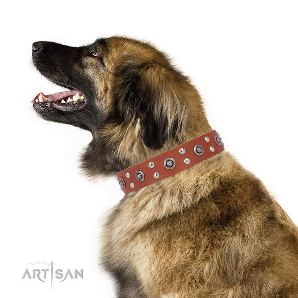 Leonberger everyday walking dog collar of incredible quality leather