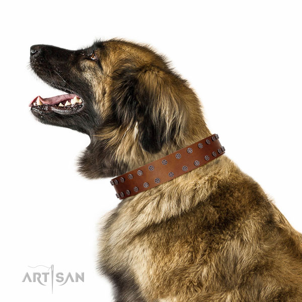 Extraordinary walking tan leather Leonberger collar with
chic decorations