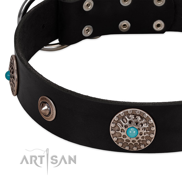 Elegant black leather dog collar with chrome-plated conchos and studs