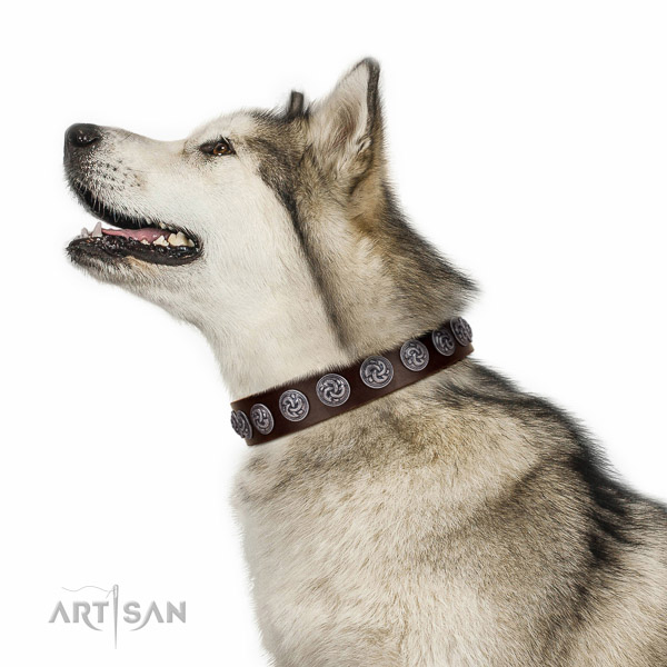 Brown leather Malamute collar made according to all
standarts