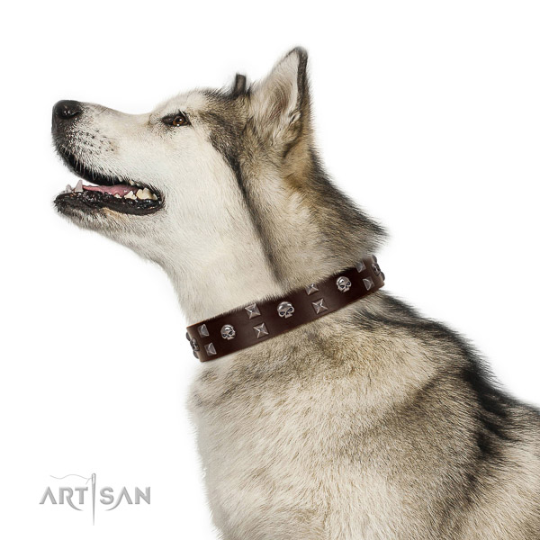 Delux walking wbrown leather Malamute collar with
cool decorations