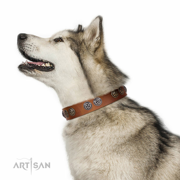 Extraordinary walking tan leather Malamute collar with
chic decorations