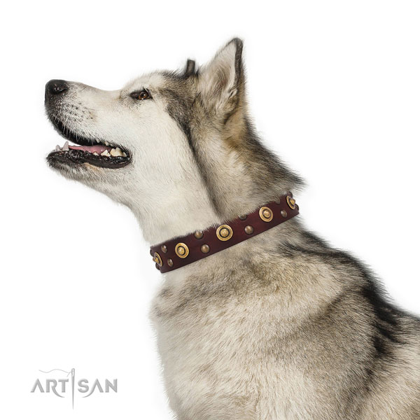 Malamute stylish walking dog collar of top quality genuine leather