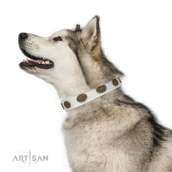 Malamute handy use dog collar of trendy natural leather