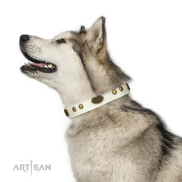Malamute walking dog collar of significant quality leather
