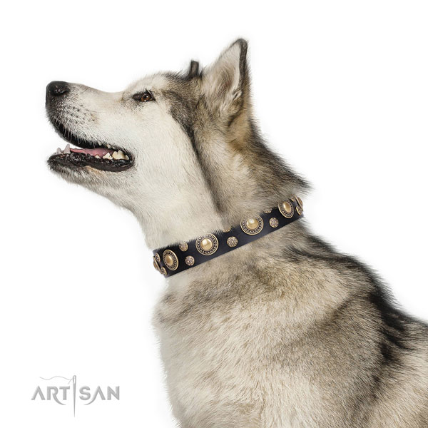 Malamute extraordinary full grain natural leather dog collar with studs