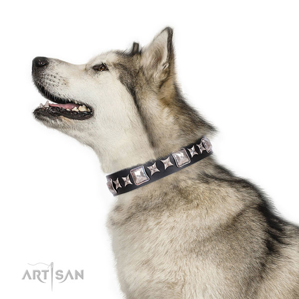 Malamute fine quality natural genuine leather dog collar with adornments