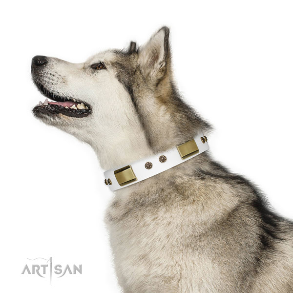 Malamute comfy wearing dog collar of fashionable natural leather
