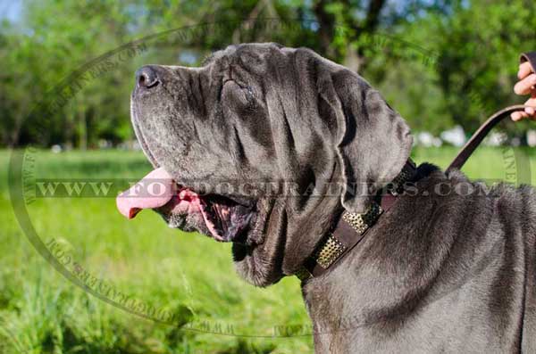 Mastino Napoletano Collar for Dog Training