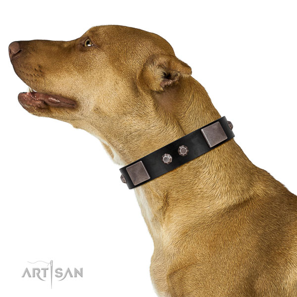 Extraordinary walking black leather Pitbull collar with
chic decorations