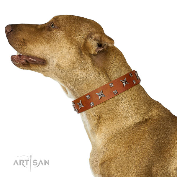 Decorated leather Pitbull collar with silver-like covered stars and studs