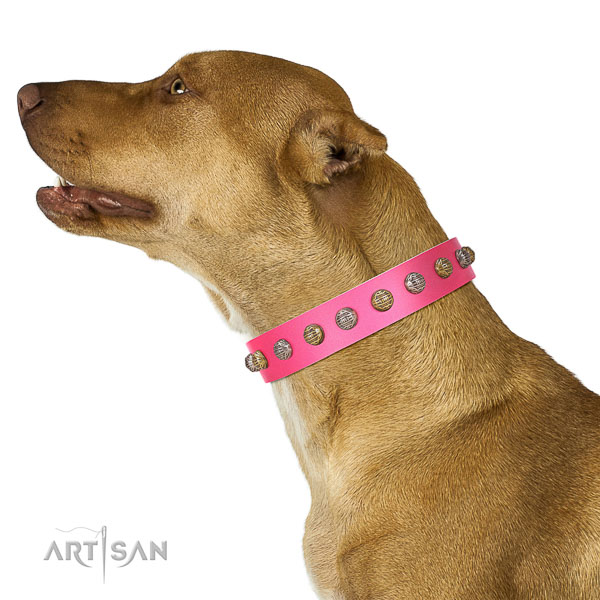 Extraordinary walking pink leather Pitbull collar with
cool decorations