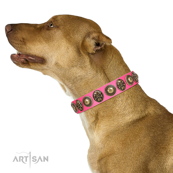 Premium quality leather Pitbull collar for daily walking