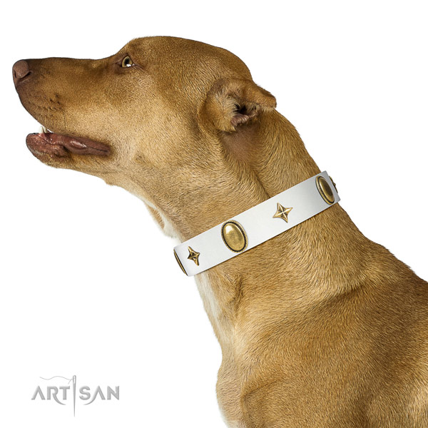 White leather Pitbull collar with attractive decorations
