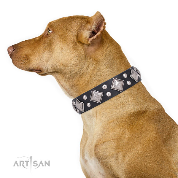 Pitbull perfect fit full grain genuine leather dog collar with embellishments