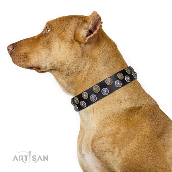 Pitbull unique full grain natural leather dog collar with studs