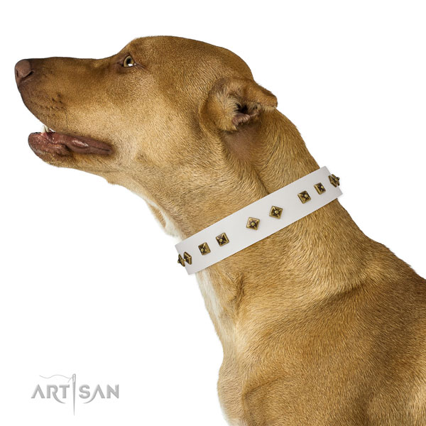 Pitbull comfortable wearing dog collar of top notch quality leather