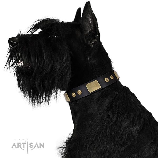Reisenschnauzer comfortable wearing dog collar of remarkable quality genuine leather
