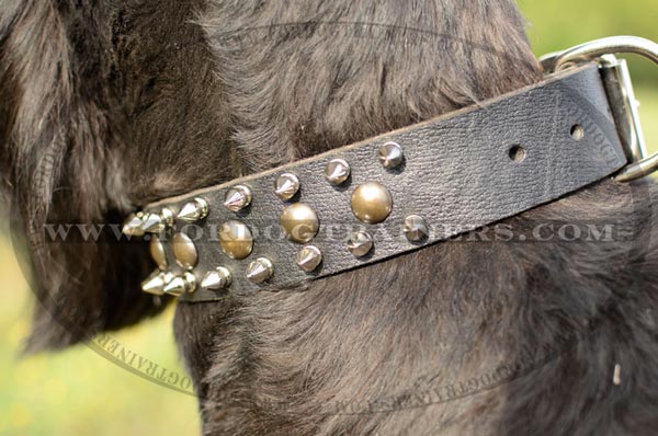 Riesenschauzer wearing Well-made Leather Dog Collar