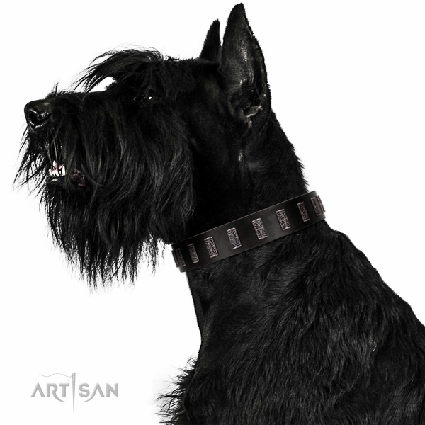 Extraordinary walking black leather Riesenschnauzer collar with
chic decorations