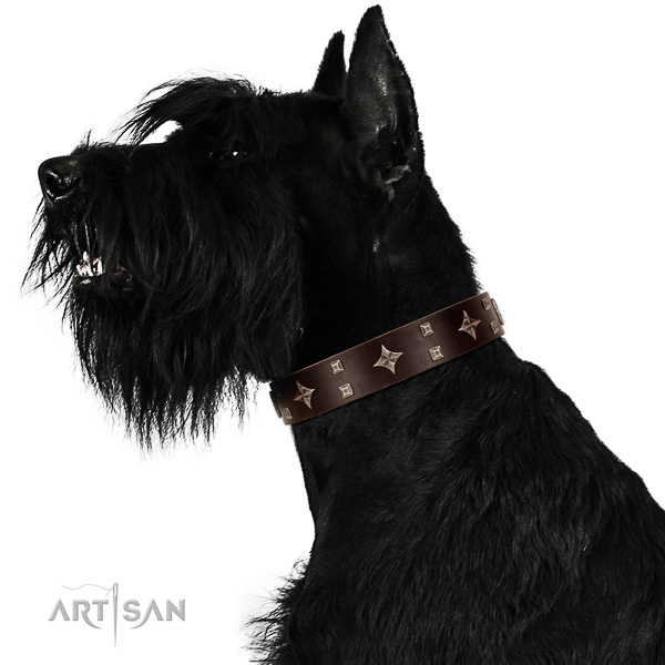 Royal look brown leather Riesenschnauzer collar with
silver-like covered decorative elements
