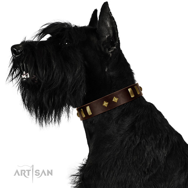 Flexible leather Riesenschnauzer collar for daily use