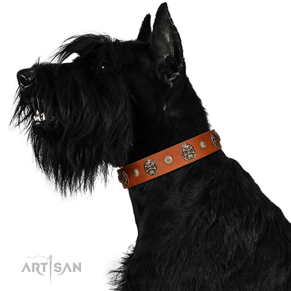 Strong Leather Riesenschnauzer Collar with Sturdy Traditional Buckle
