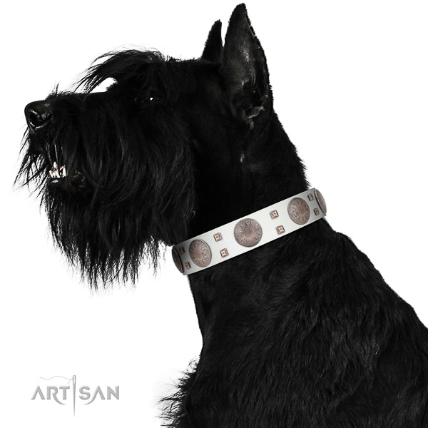 Extraordinary walking white leather Riesenschnauzer
collar with
chic decorations