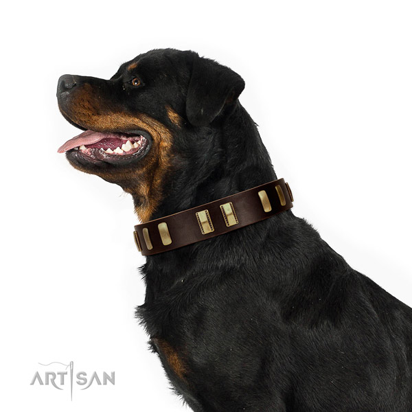 Leather Rottweiler Collar with Stylish Embellishments