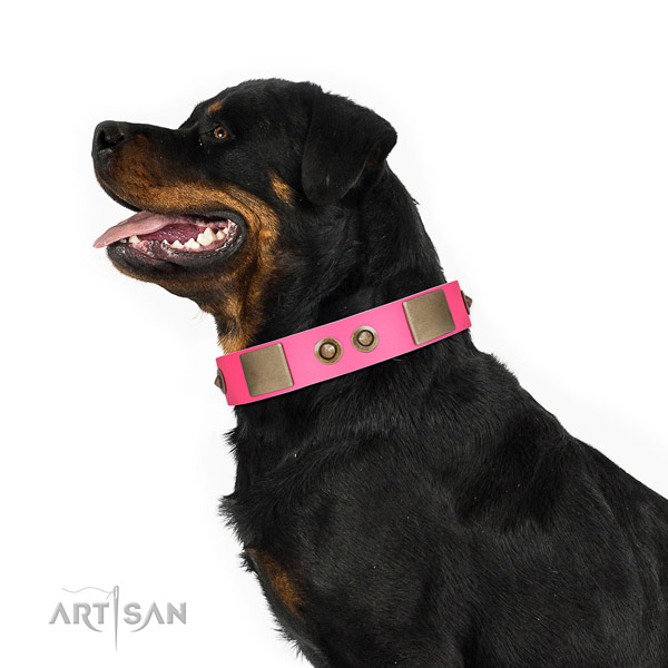 Leather Rottweiler Collar Adorned with Plates and Conchos