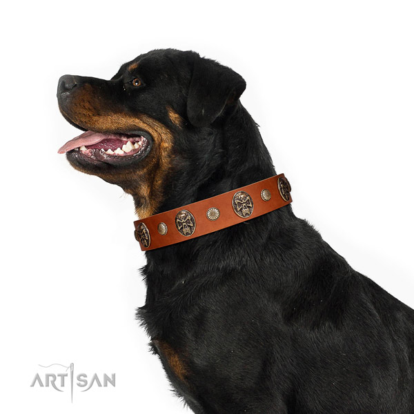 Decorated Tan Leather Belgian Malinois Collar with Riveted Medallions