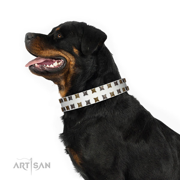 White Leather Rottweiler Collar with Mix of Square Studs