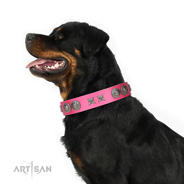 Extraordinary walking pink leather Rottweiler collar with
chic decorations