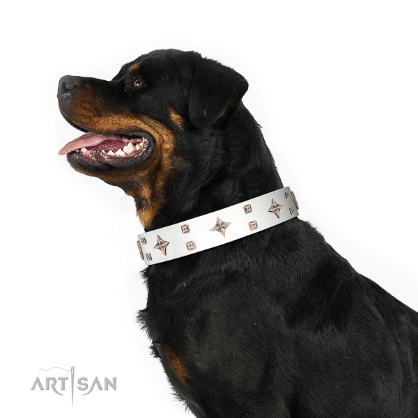 White leather Rottweiler collar at an affordable price