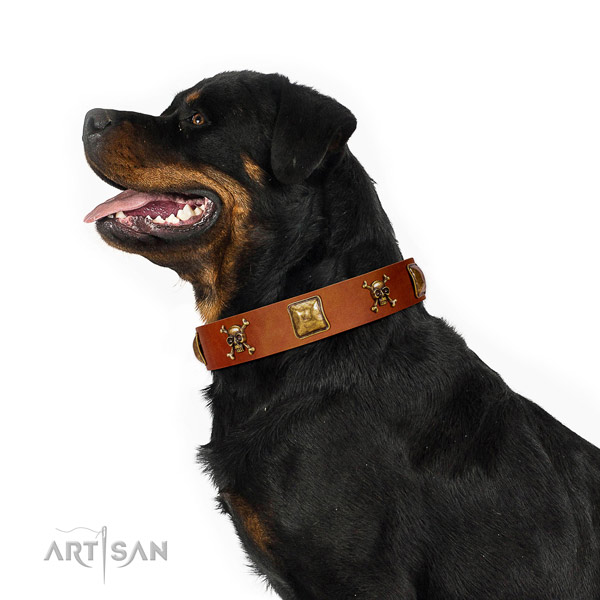 Designer tan leather Rottweiler collar has amazing look