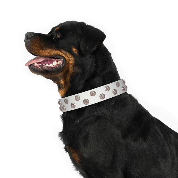 Fabulous walking white leather Rottweiler collar with
chic decorations