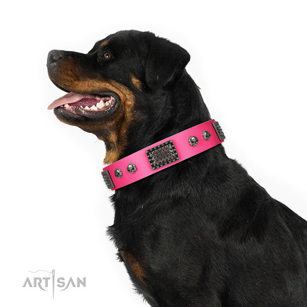Rottweiler stylish walking dog collar of exquisite quality leather