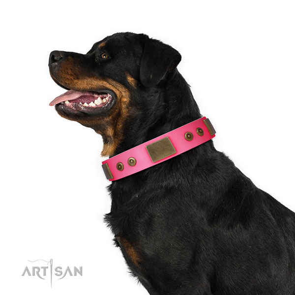Rottweiler daily walking dog collar of significant quality leather