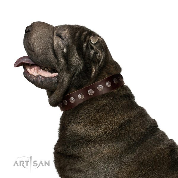 Extraordinary walking brown leather Shar Pei collar with
chic decorations