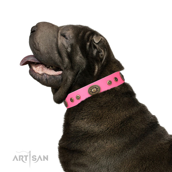 Shar Pei extraordinary genuine leather dog collar with studs