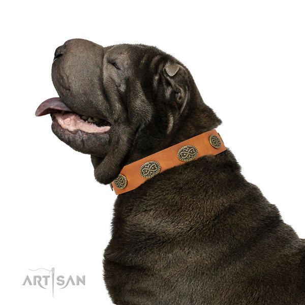 Shar Pei daily use dog collar of designer genuine leather