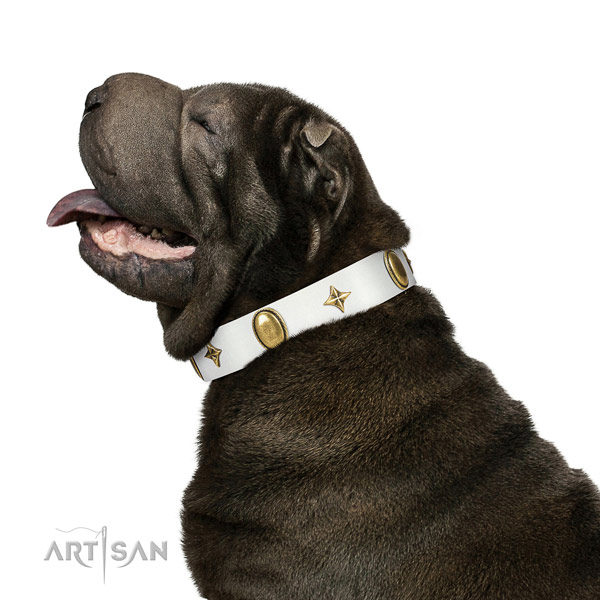 Daily walking Shar Pei  collar of exceptional quality genuine leather