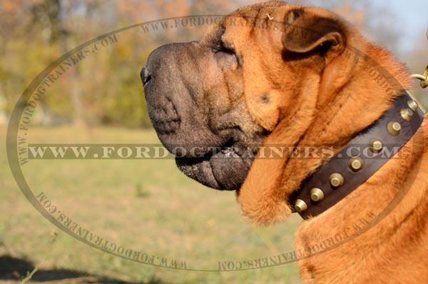 Well-made Sharpei Leather Dog Collar